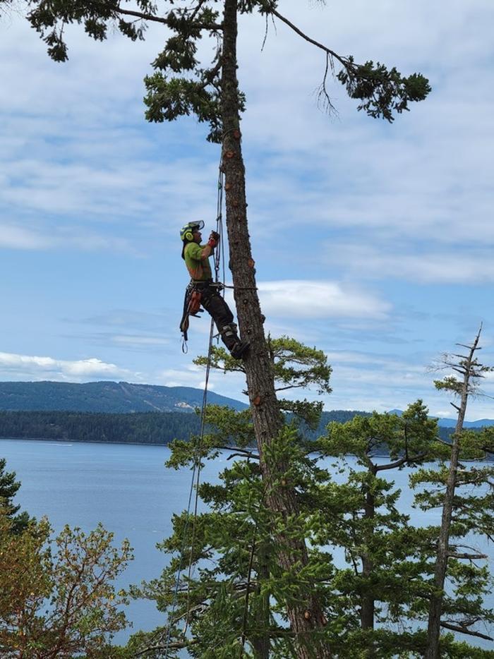 Yellow D. Tree Services