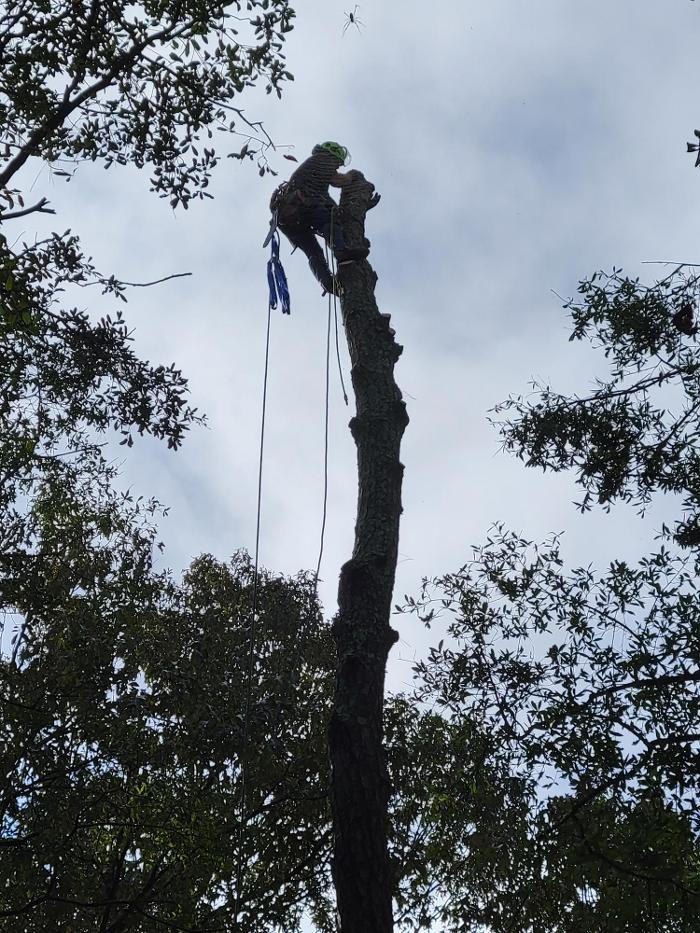 Todd's Climbing Bear Tree Care